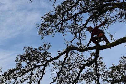 Image de Montée de sève
